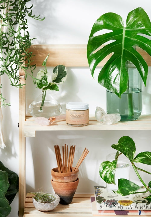 Shelving unit with plants, a jar of cream, and other items against a white wall.